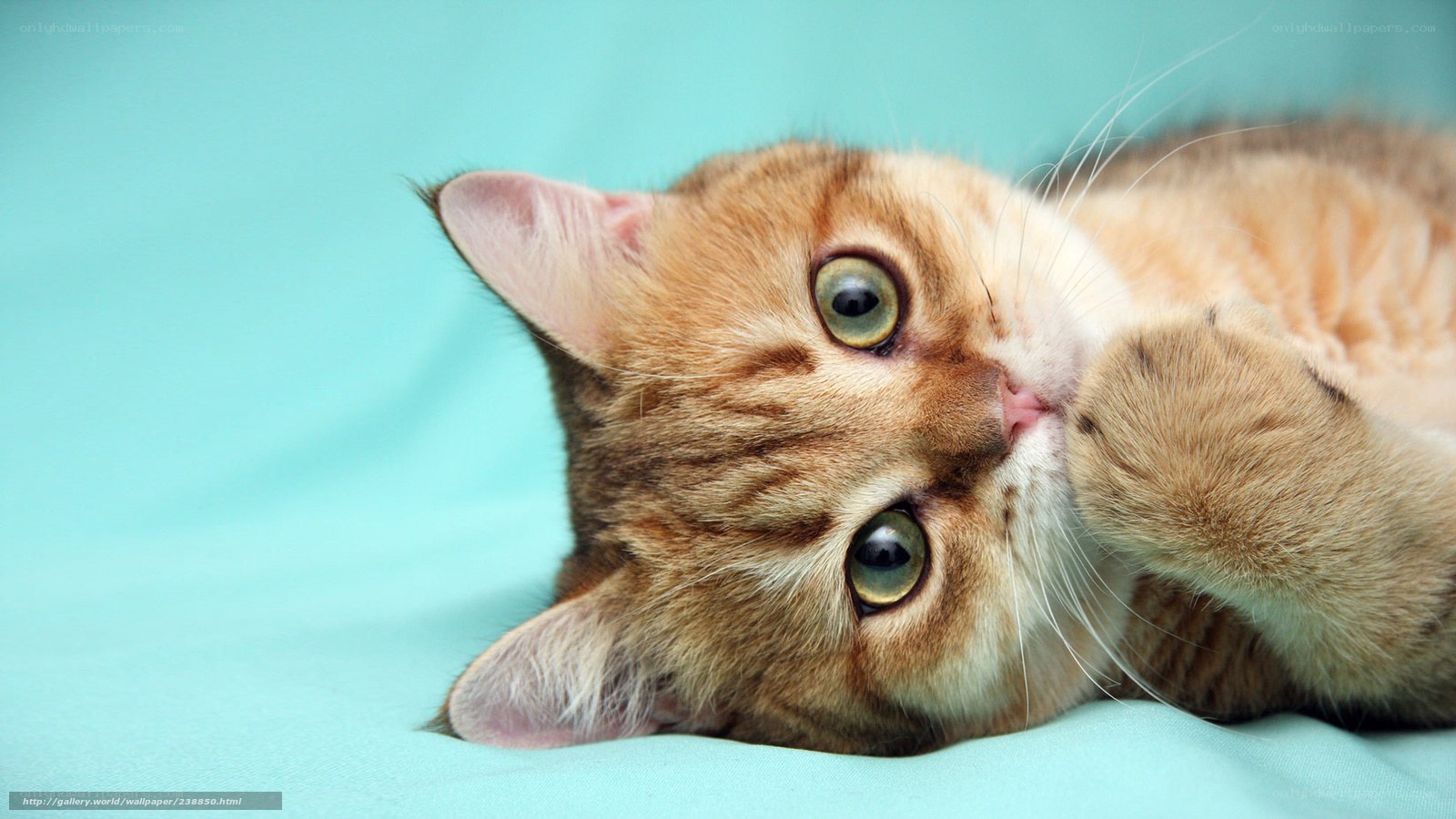 adorable cat on blue background