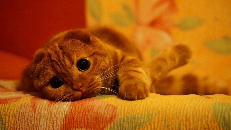 adorable cat resting on couch
