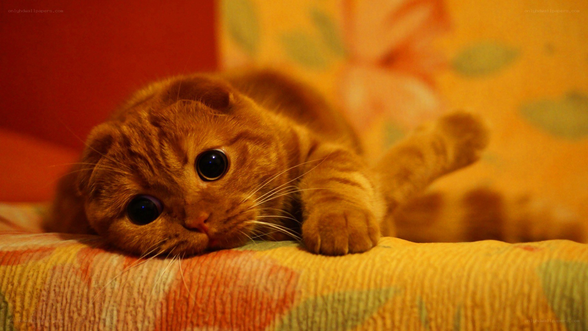 adorable cat resting on couch