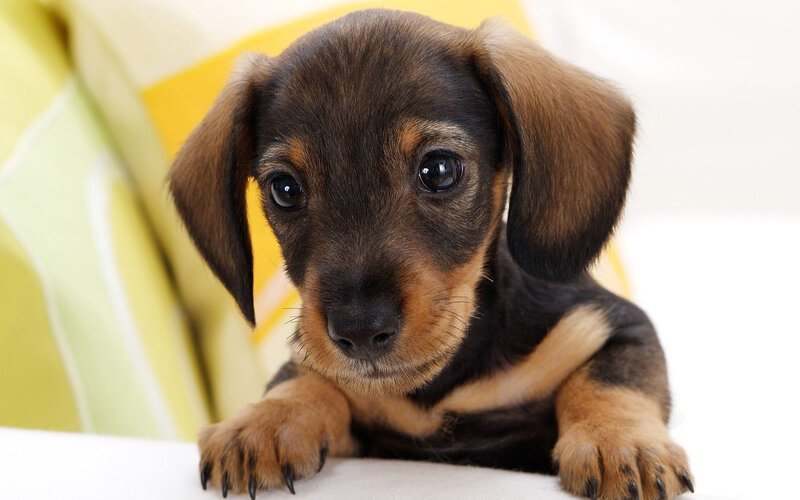 adorable dachshund puppy