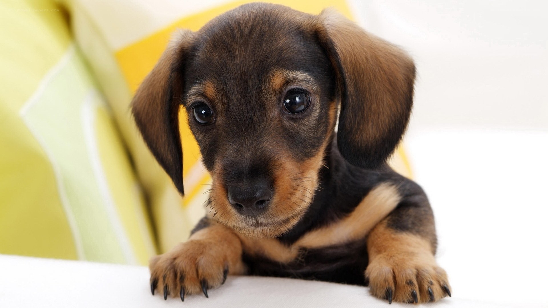 Adorable dachshund puppy