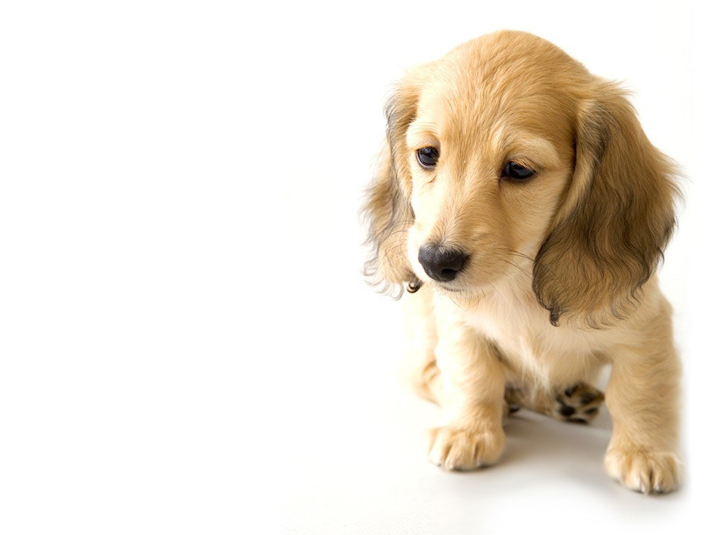 adorable dachshund puppy