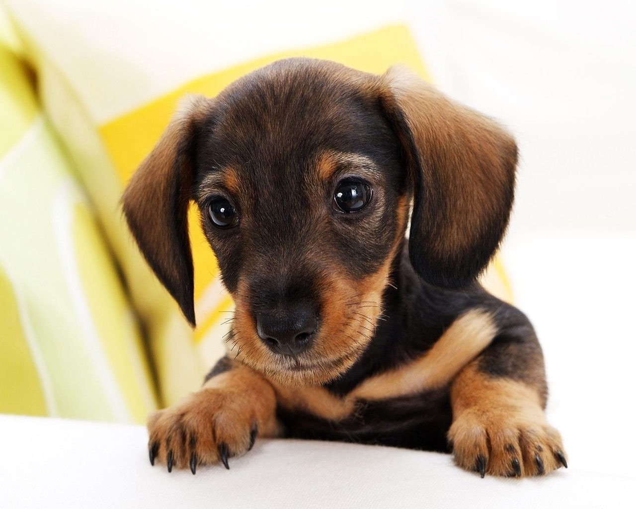 Adorable dachshund puppy
