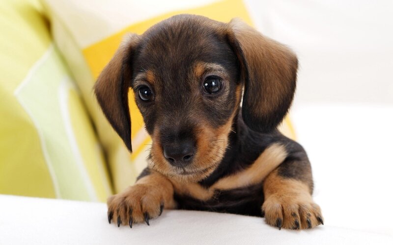 Adorable dachshund puppy