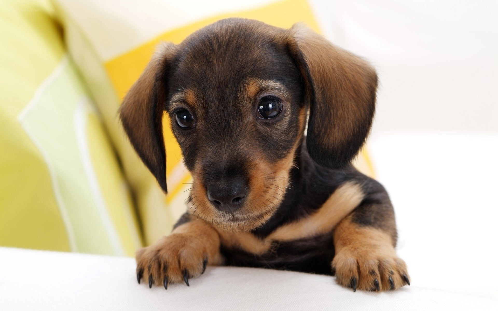 Adorable dachshund puppy