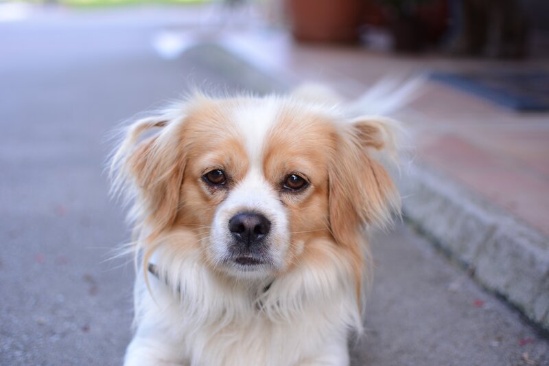 adorable dog looking at camera