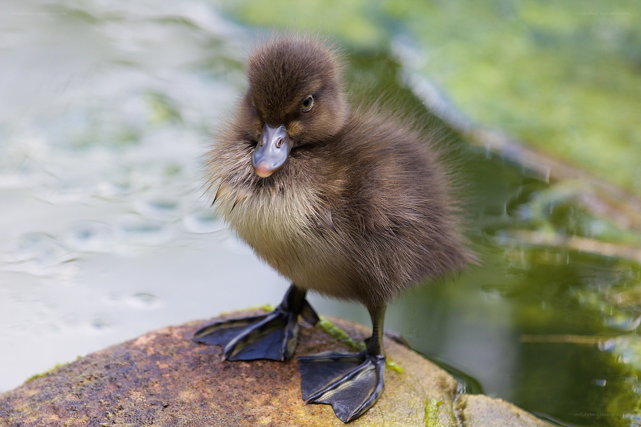 Adorable duckling on a rock