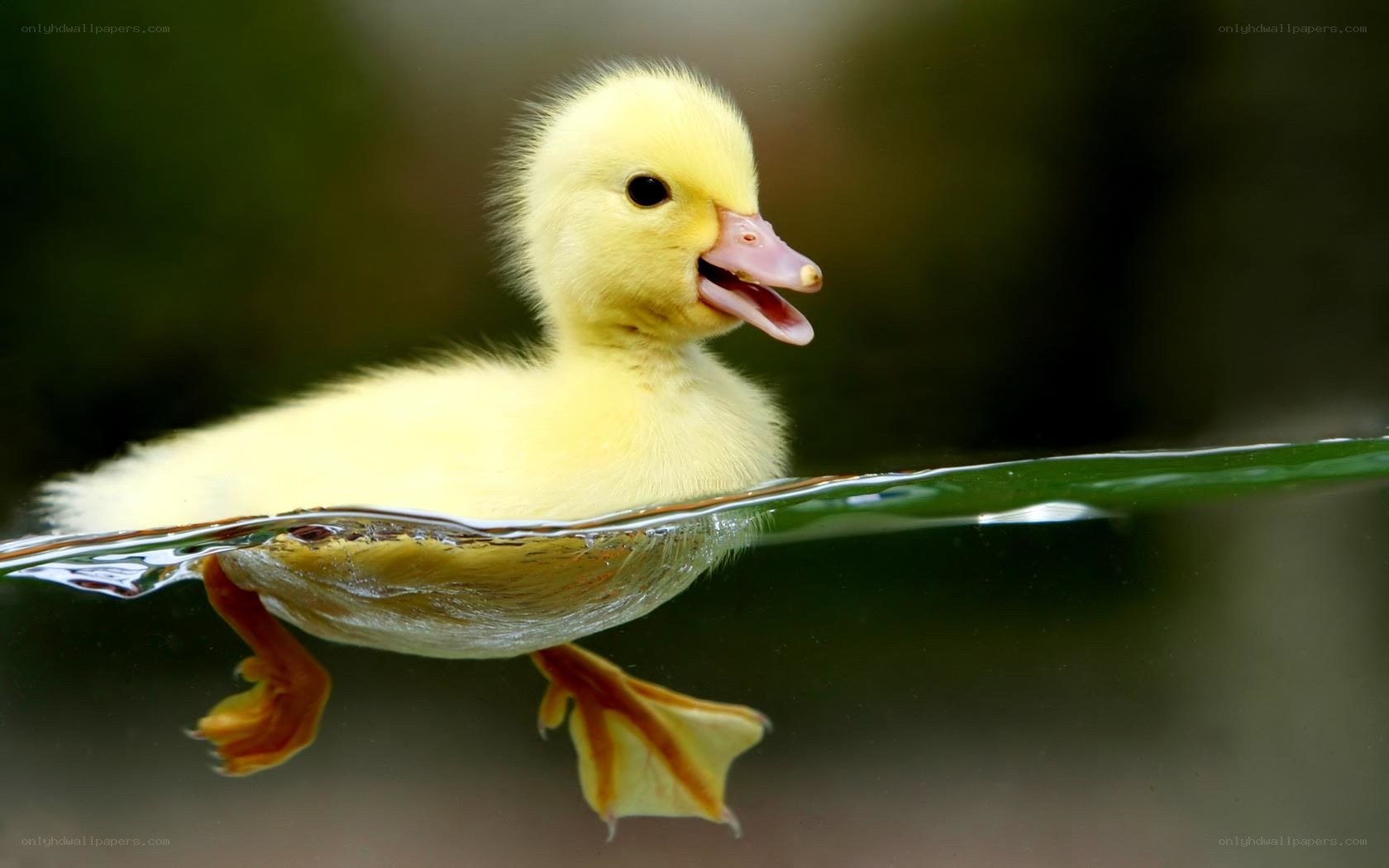 Adorable duckling swimming