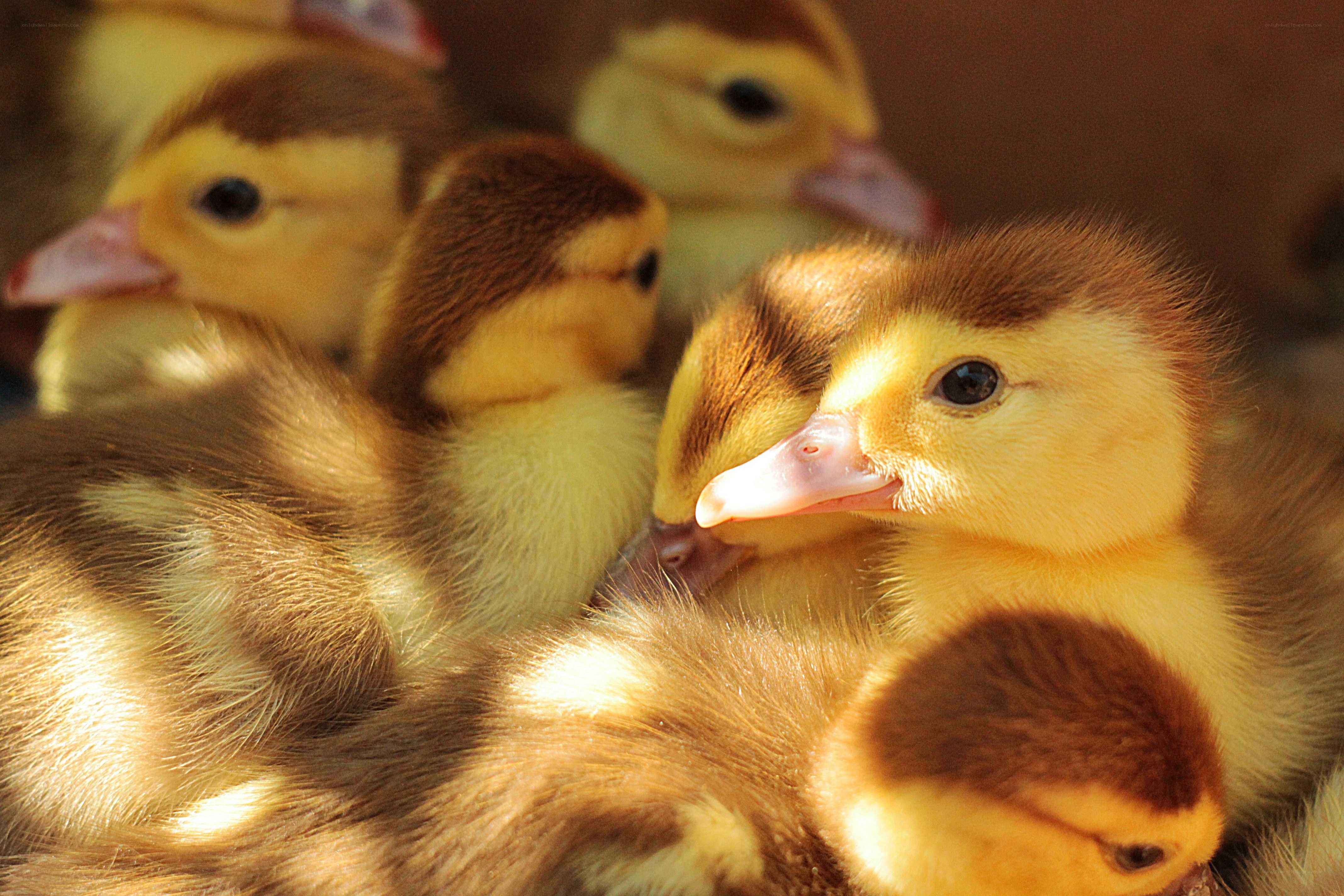Adorable ducklings huddled together