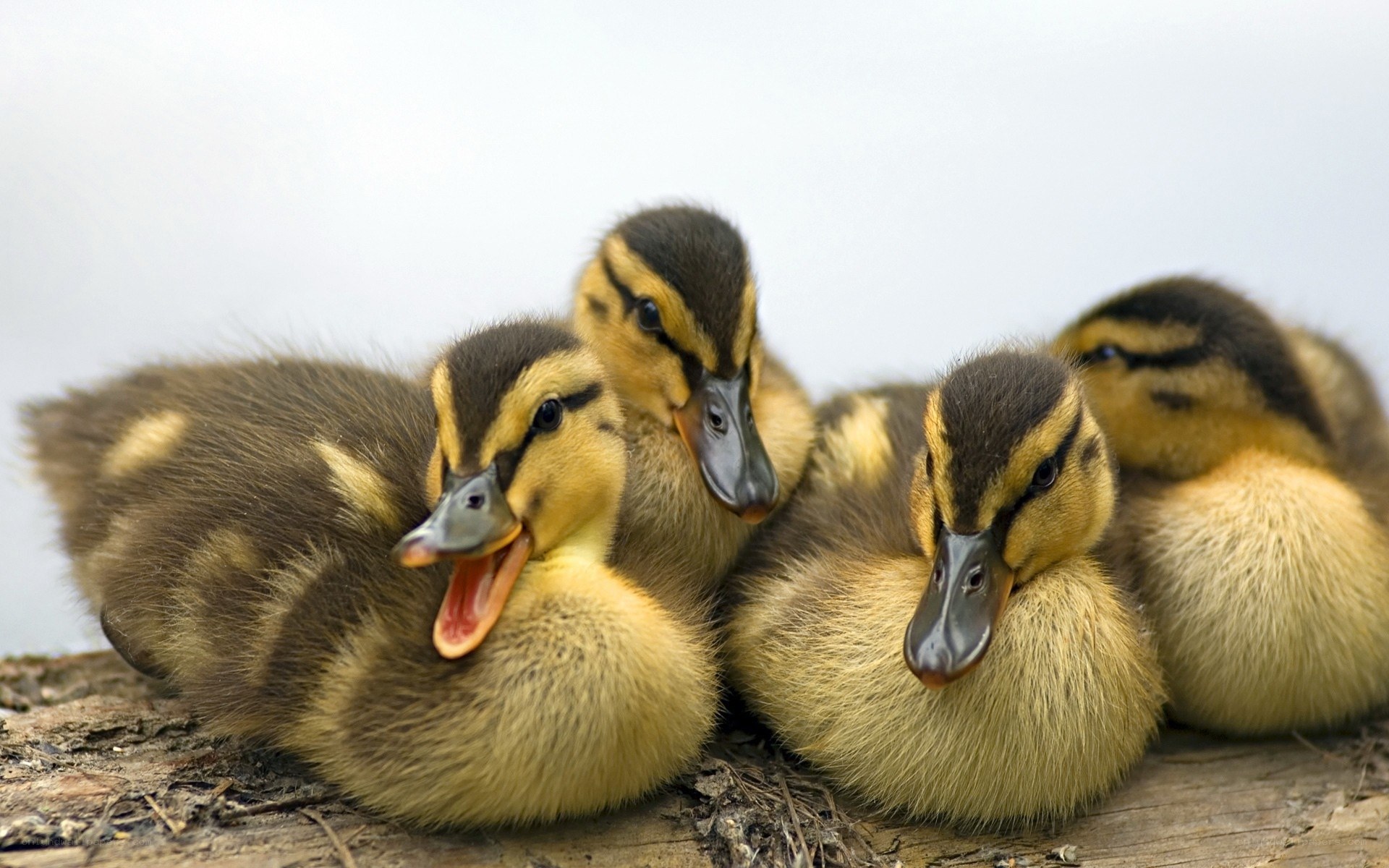 Adorable ducklings huddled together
