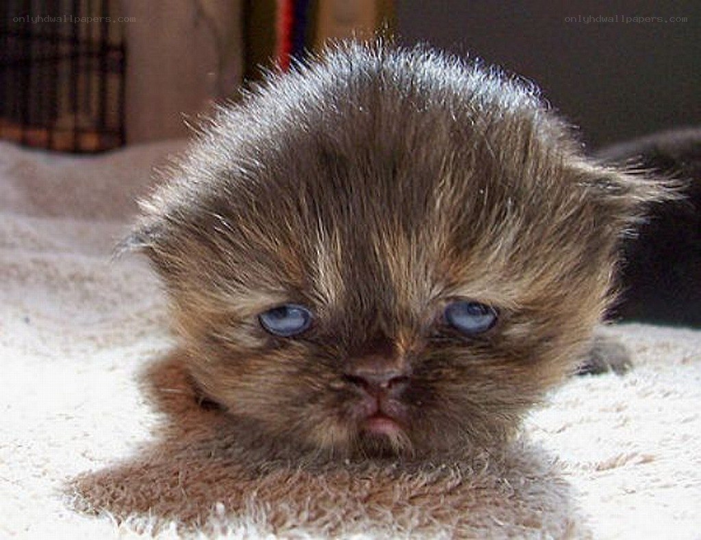 adorable fluffy kitten