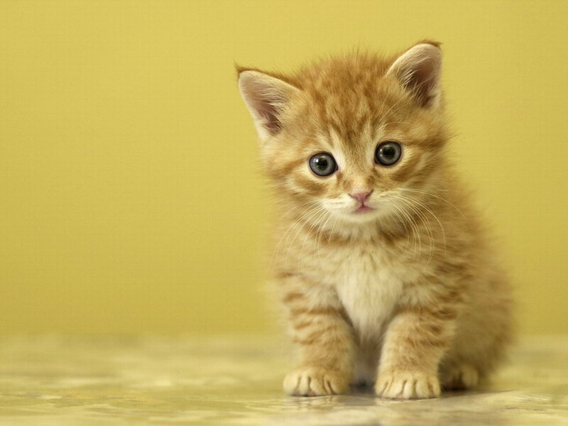 adorable ginger kitten