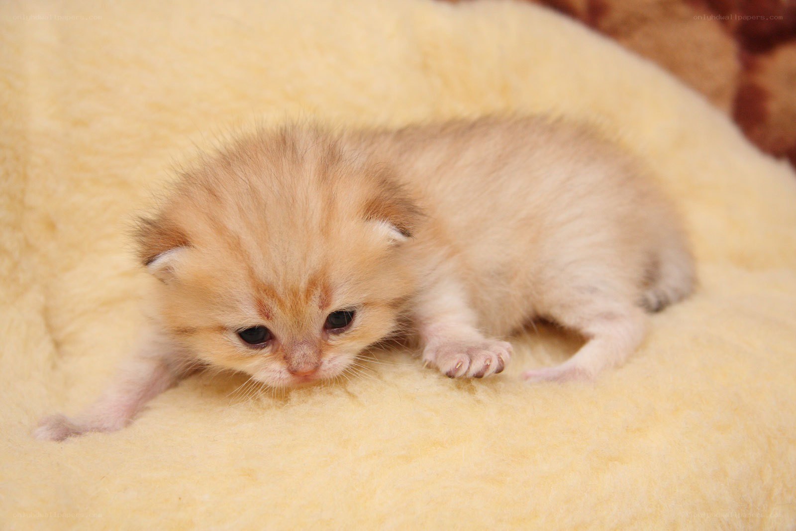 adorable ginger kitten