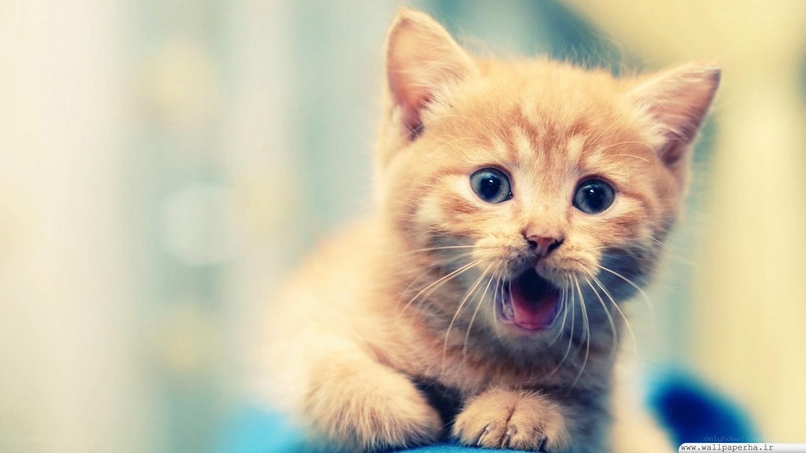 adorable ginger kitten
