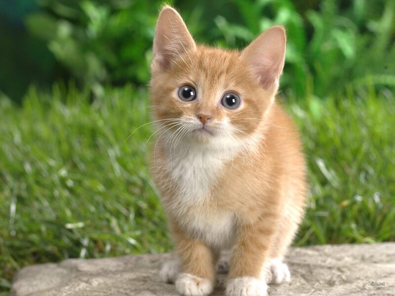 adorable ginger kitten
