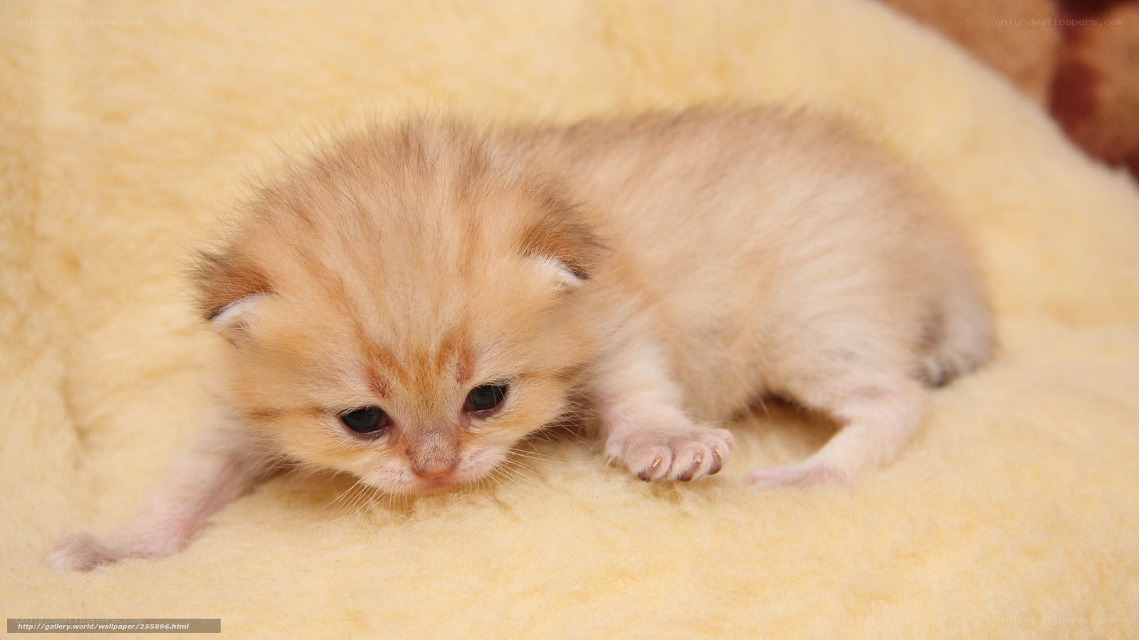 adorable ginger kitten