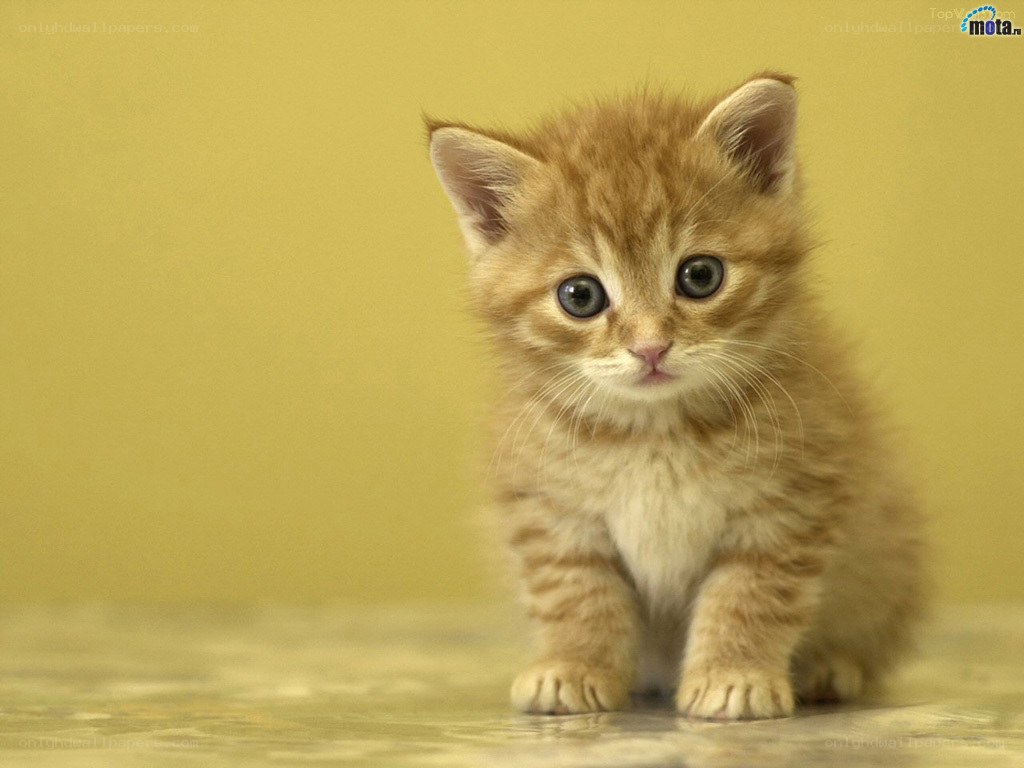 adorable ginger kitten
