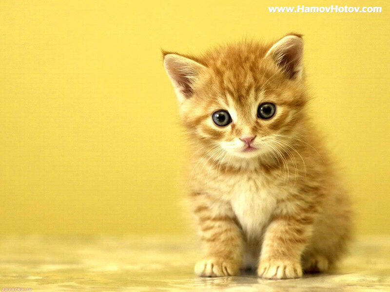 adorable ginger kitten