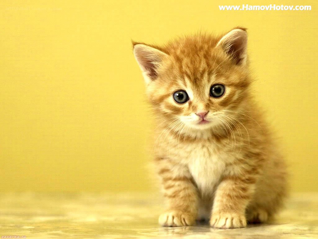 adorable ginger kitten