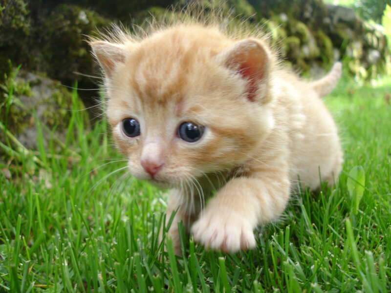 adorable ginger kitten in grass