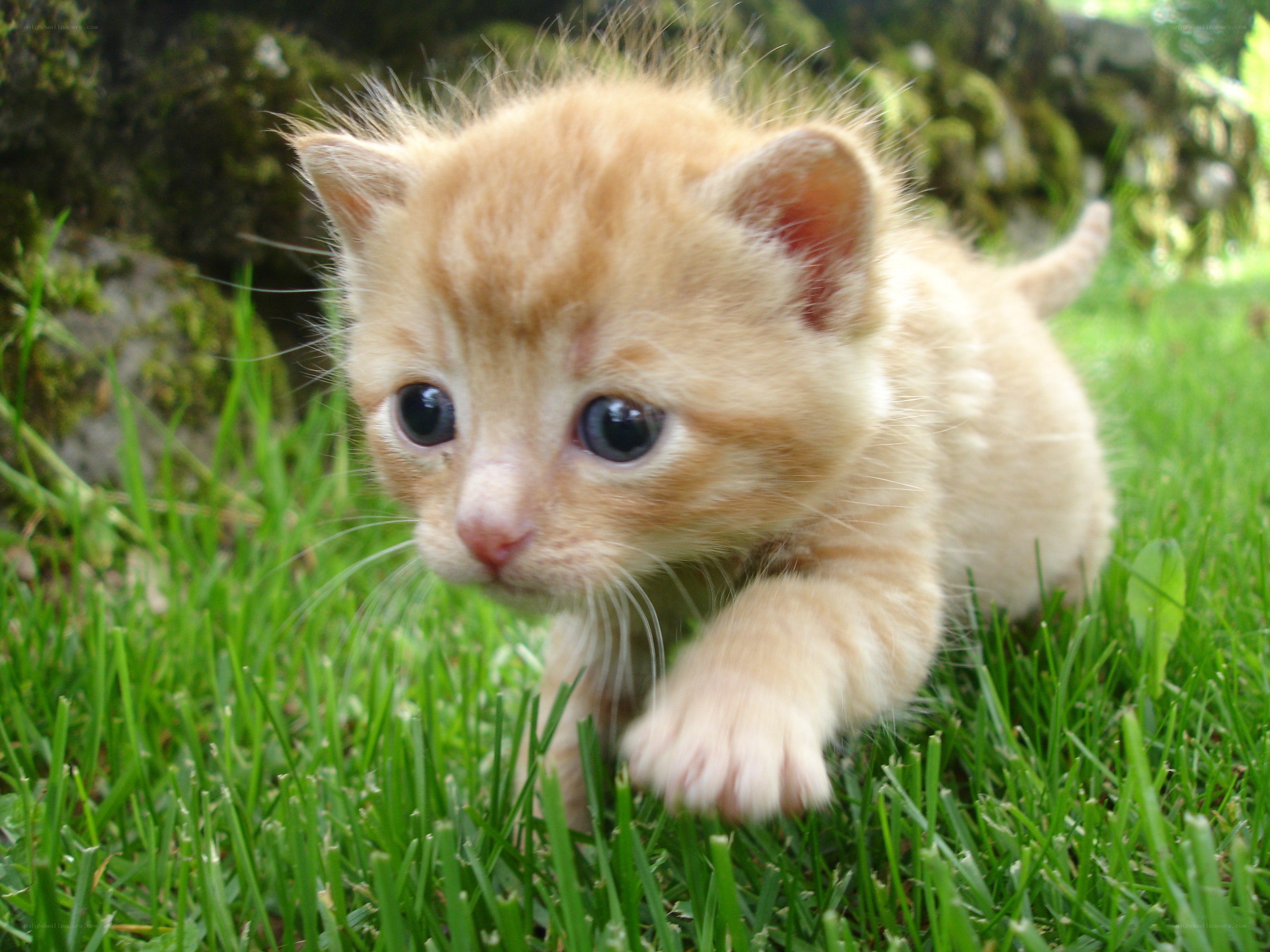 adorable ginger kitten in grass