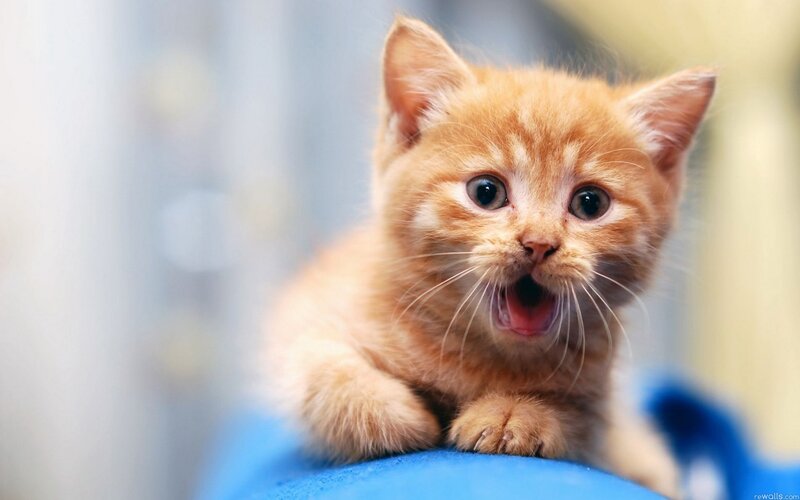 adorable ginger kitten meowing