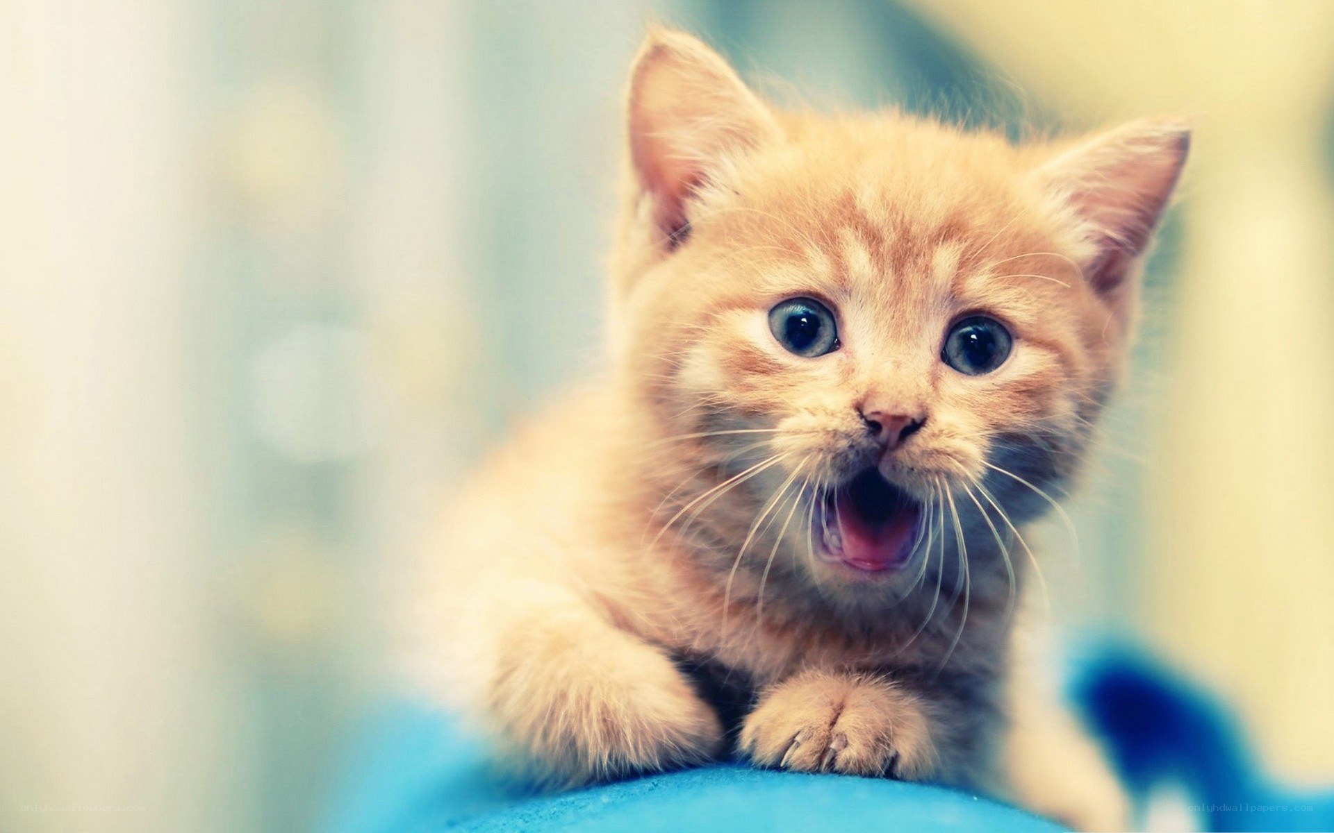 adorable ginger kitten meowing