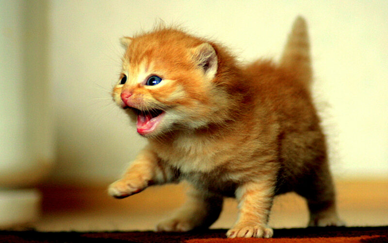 adorable ginger kitten meowing