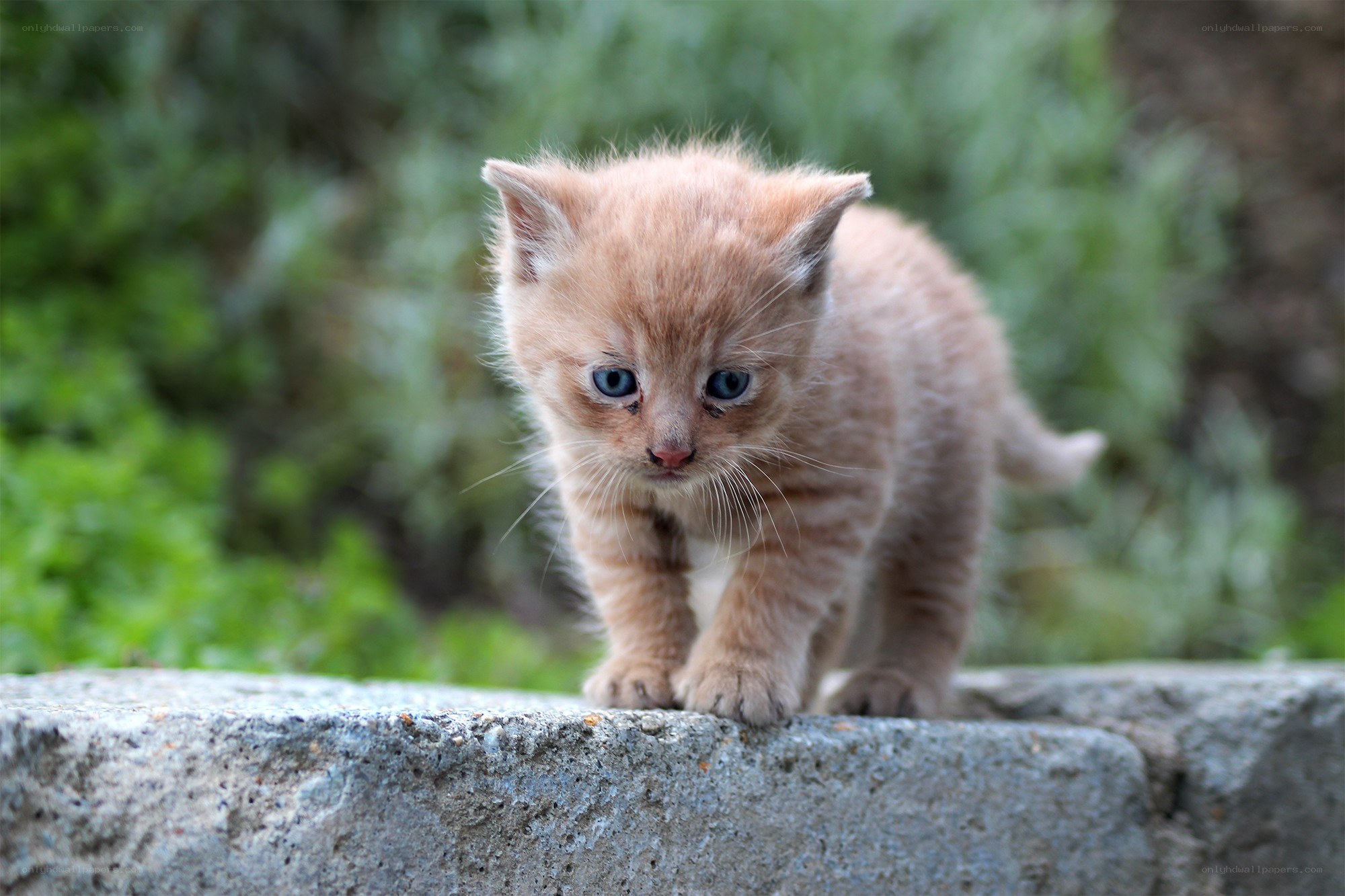 adorable ginger kitten outdoors