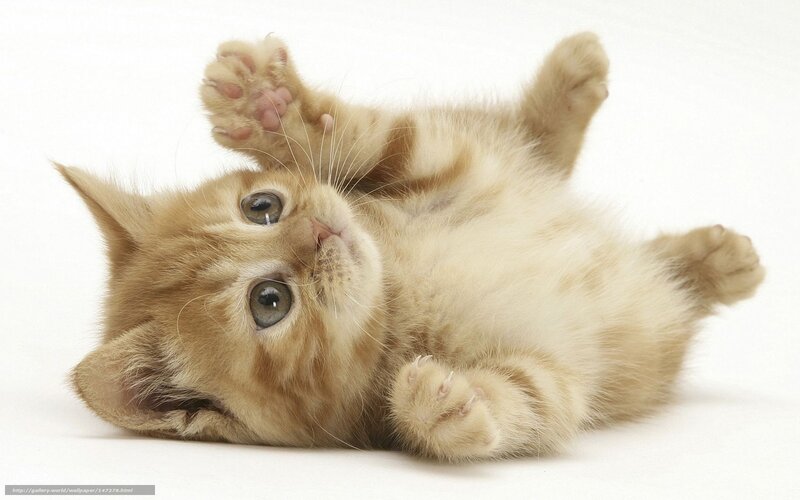 adorable ginger kitten playing