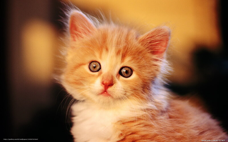 adorable ginger kitten