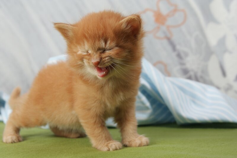adorable ginger kitten yawning