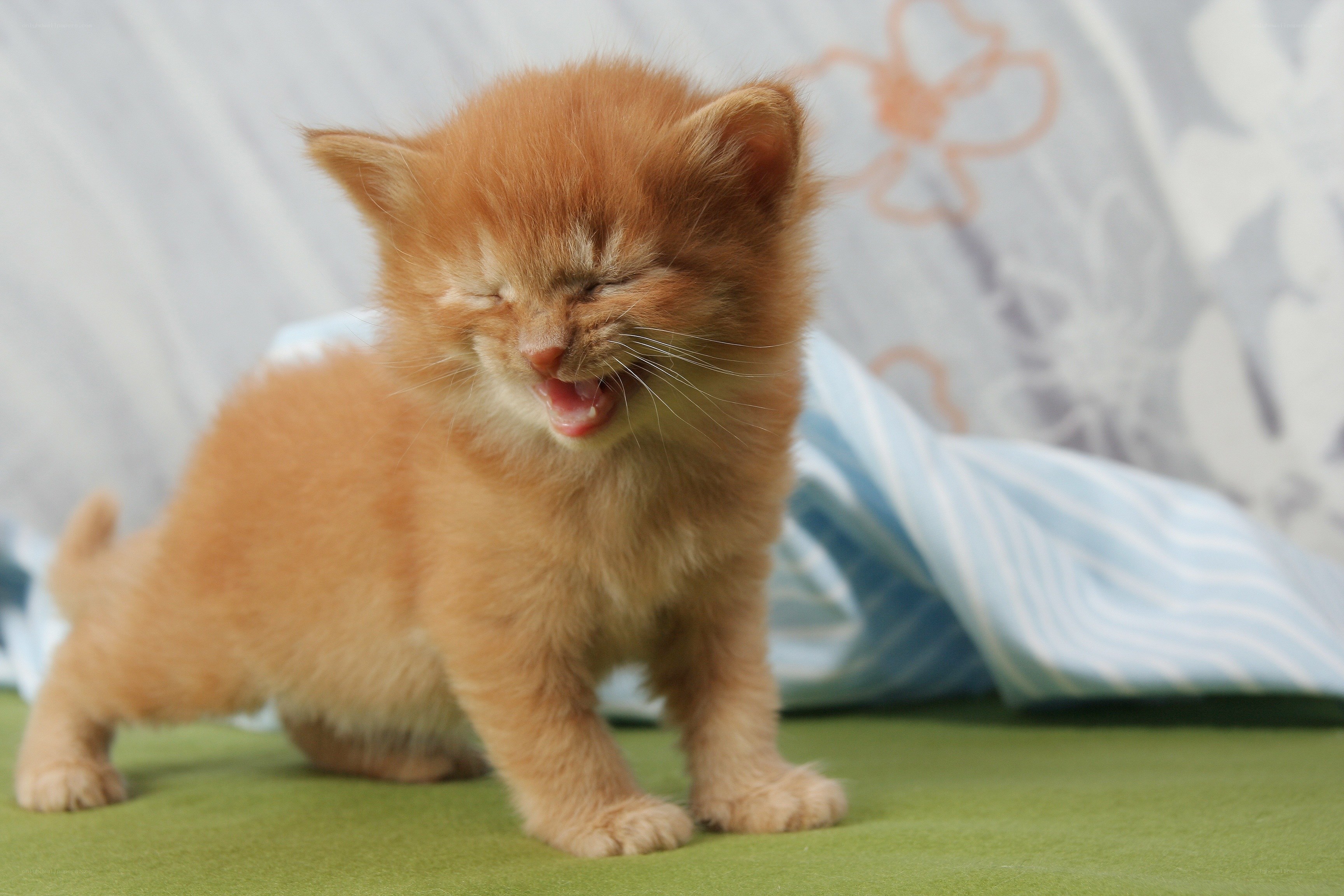 adorable ginger kitten yawning
