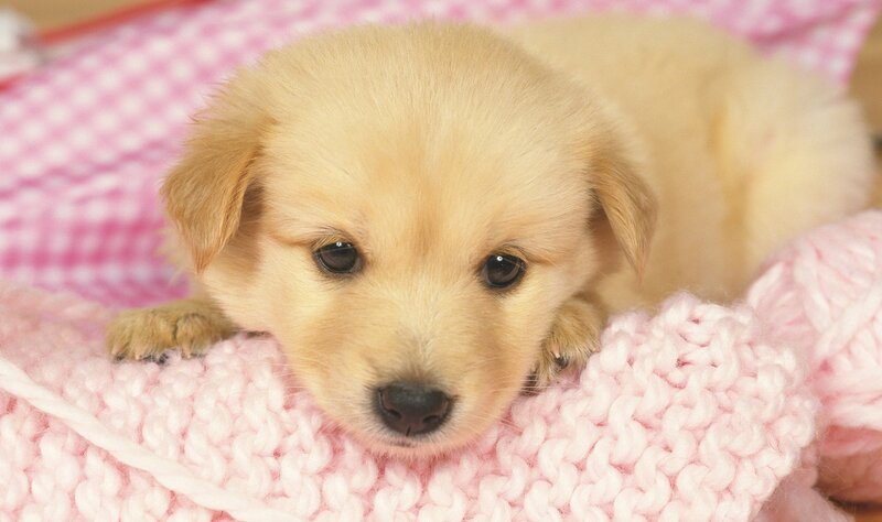 adorable golden puppy