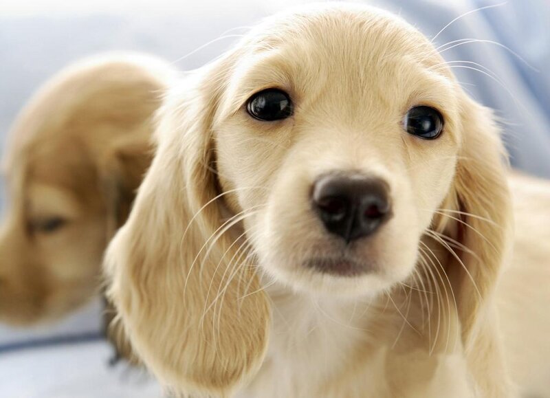 adorable golden puppy close-up