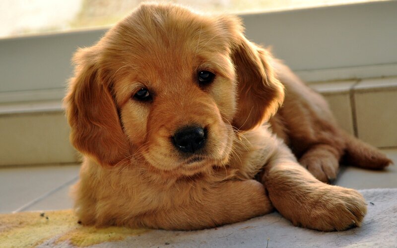 adorable golden retriever puppy