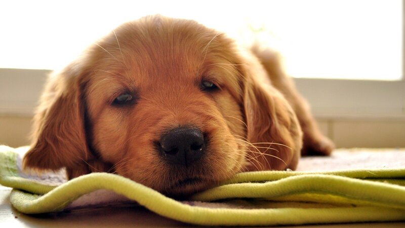 adorable golden retriever puppy