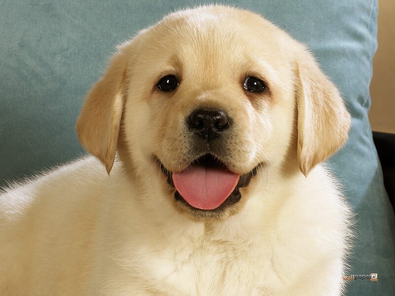 adorable golden retriever puppy