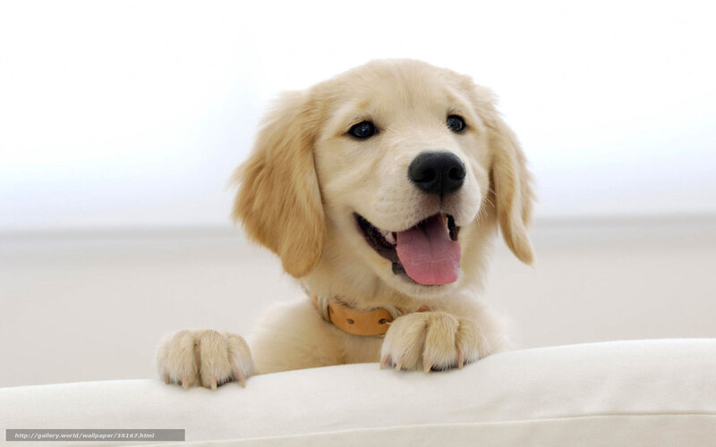 adorable golden retriever puppy