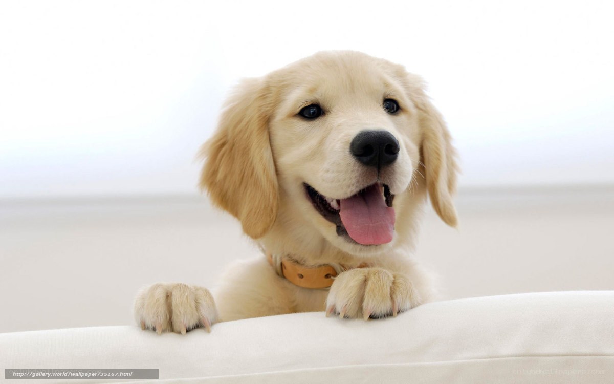 adorable golden retriever puppy