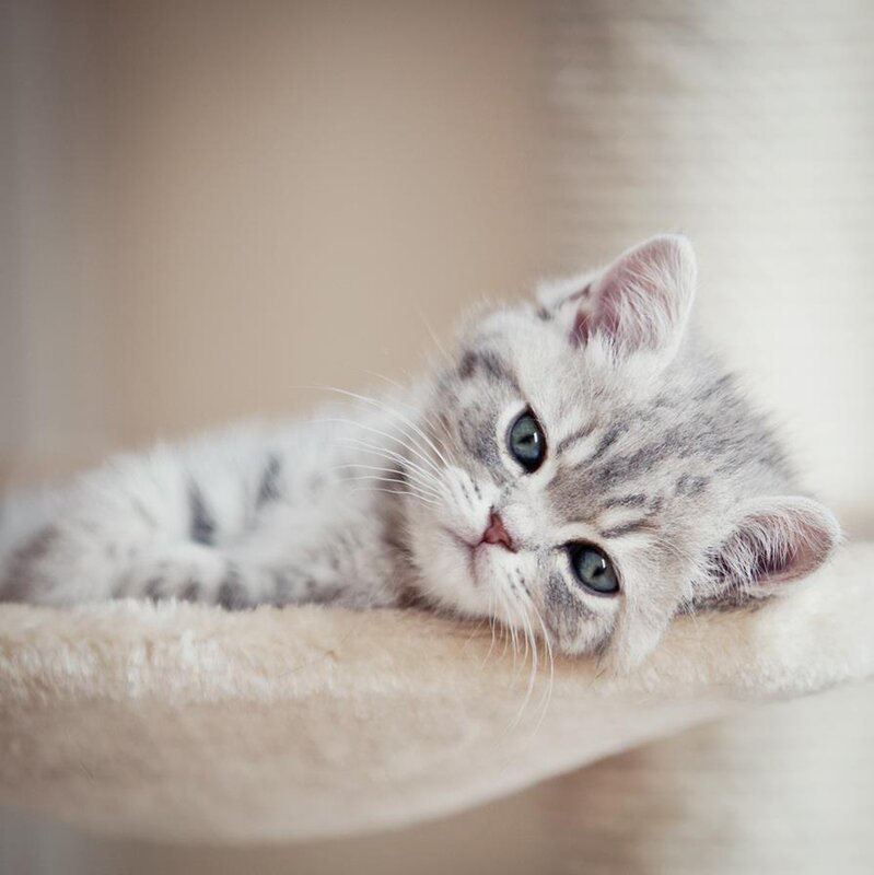 adorable gray kitten resting