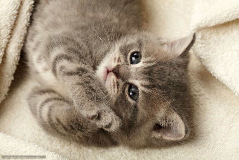 adorable gray kitten sleeping