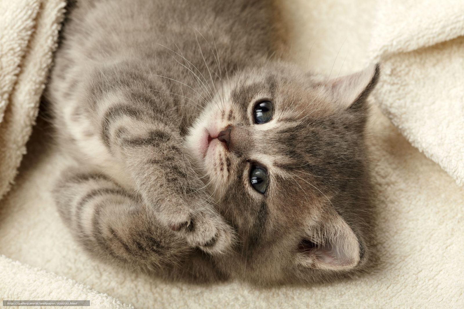 adorable gray kitten sleeping