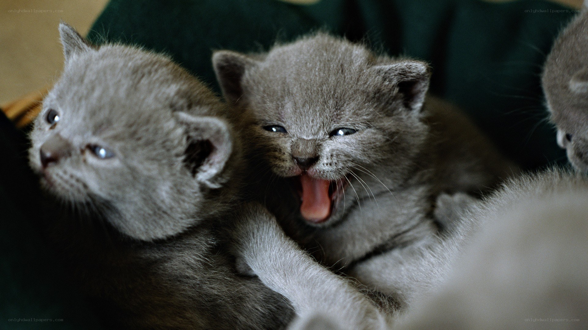 adorable gray kittens yawning