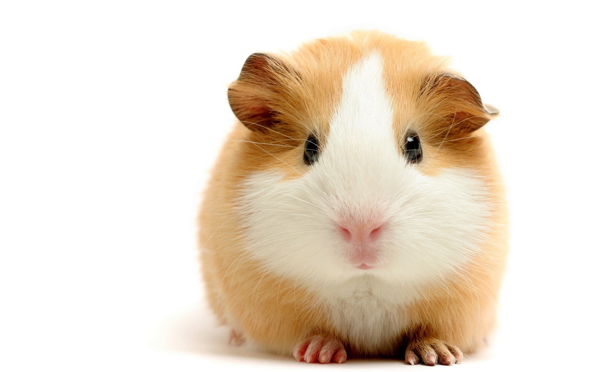 adorable guinea pig portrait