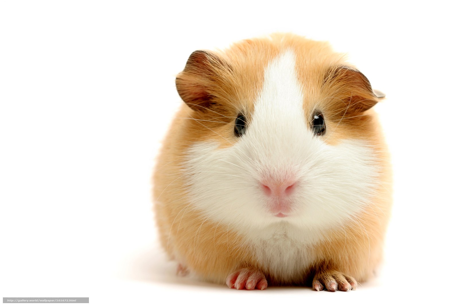 adorable guinea pig portrait