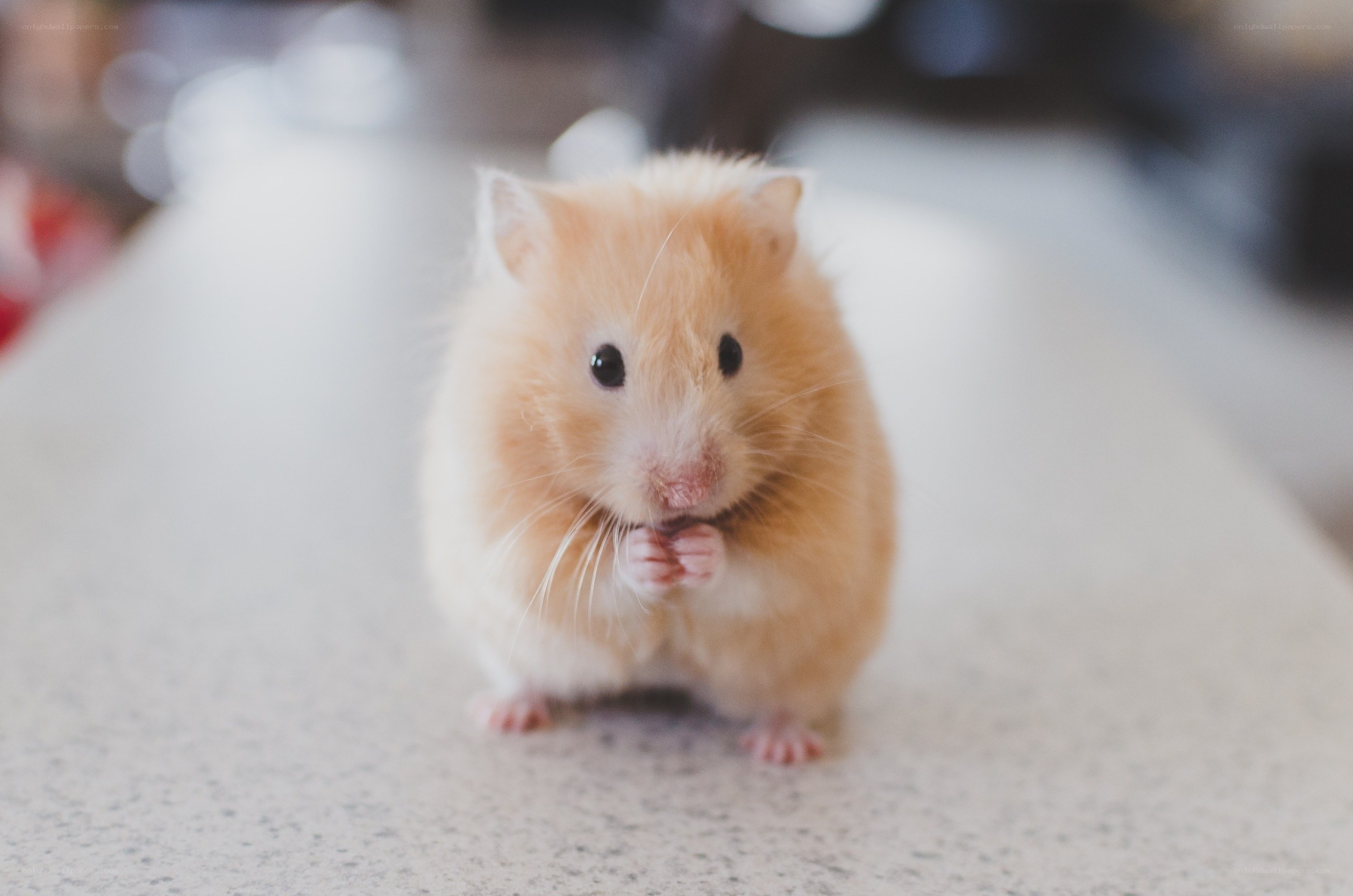 adorable hamster on countertop