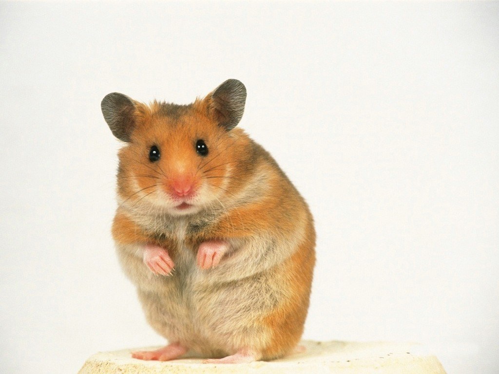 adorable hamster standing