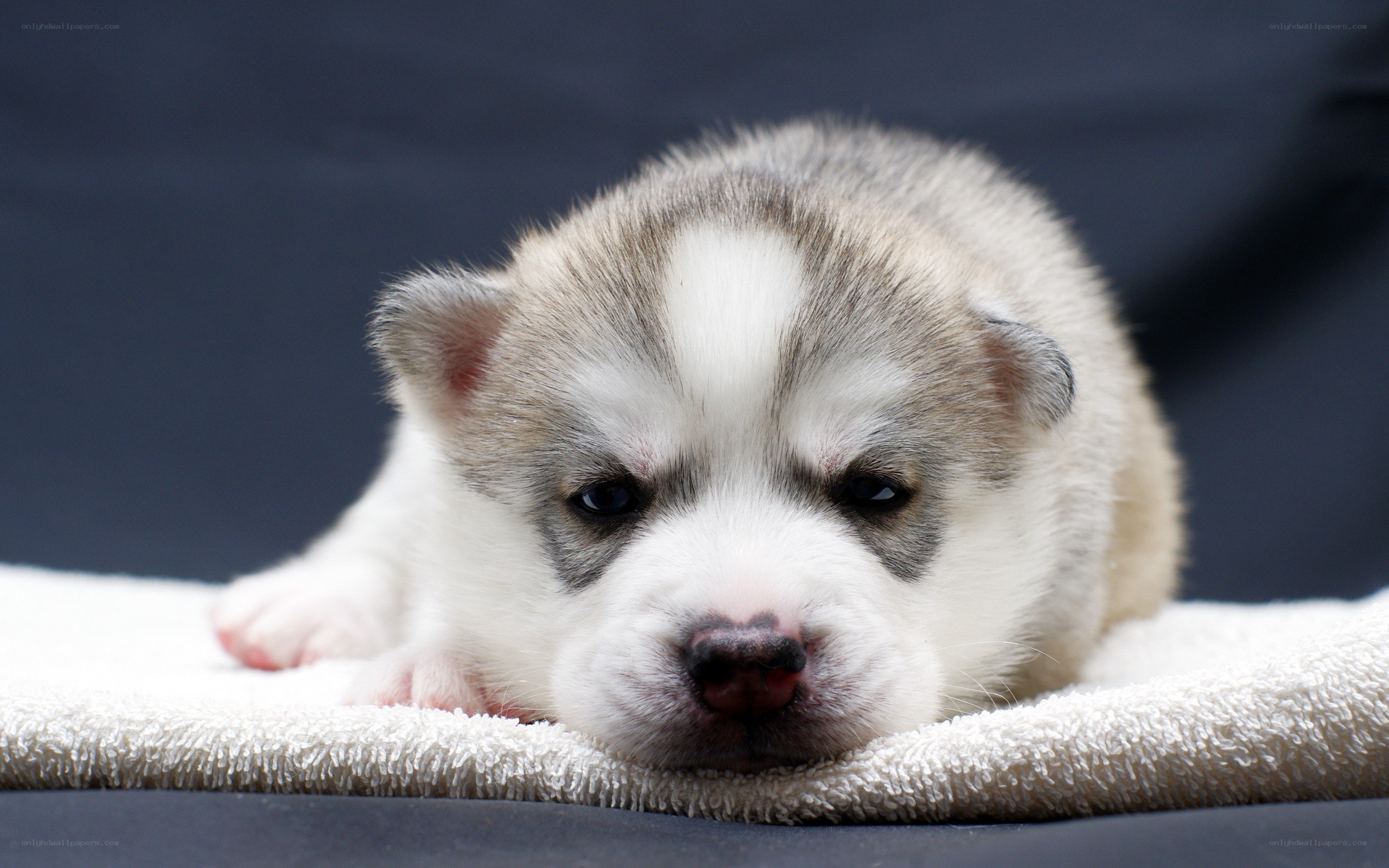 adorable husky puppy