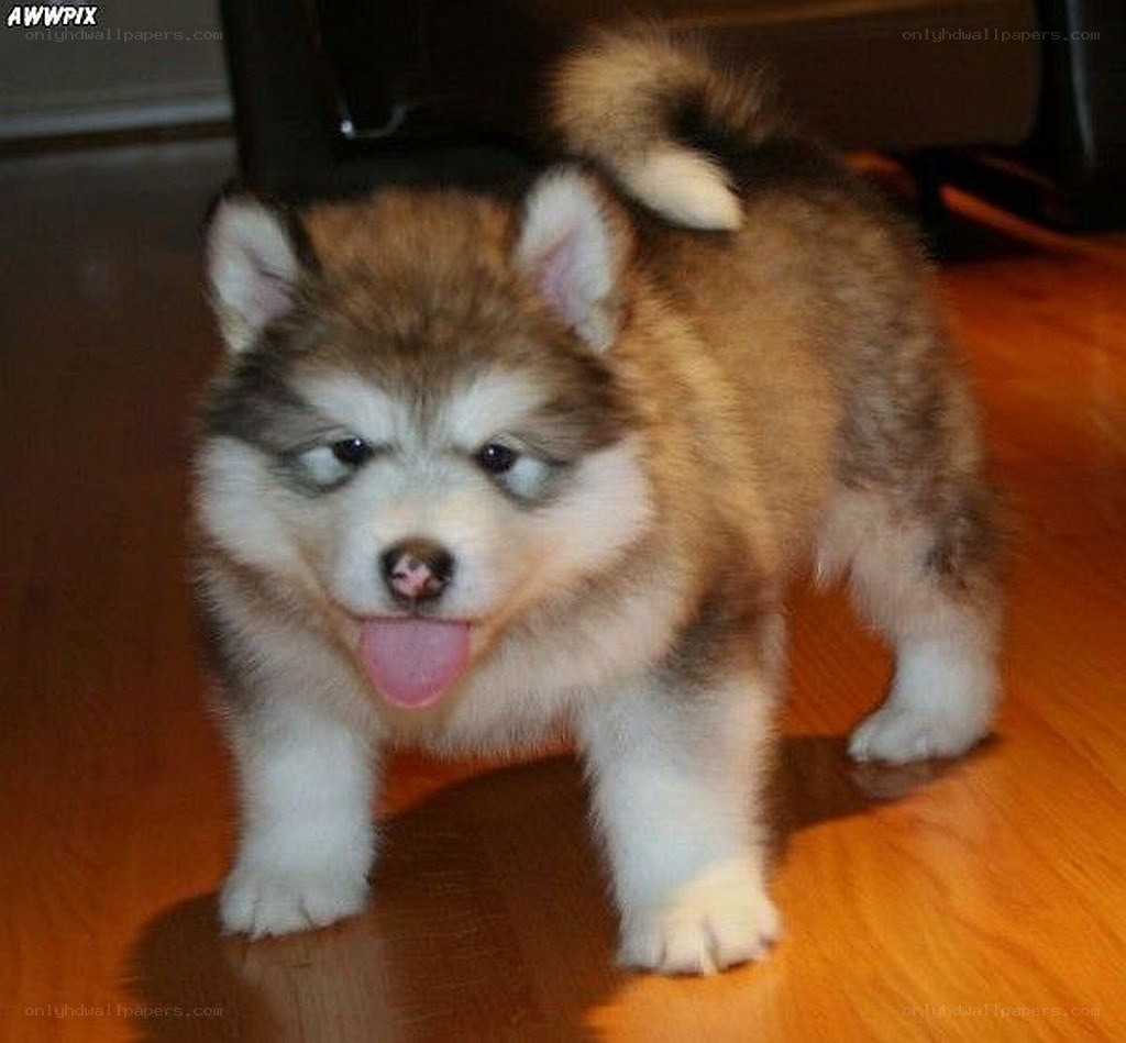adorable husky puppy
